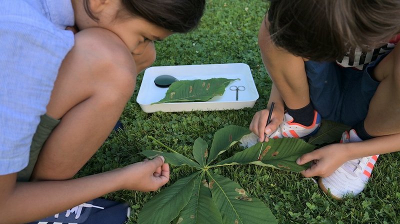 Zwei Jugendliche erforschen Insektenspuren auf einem Blatt