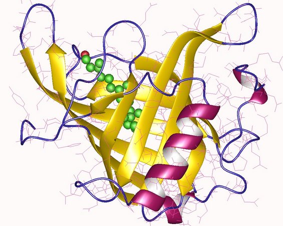 Illustration von Proteinen