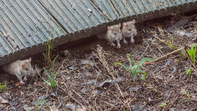 Drei Mäuse schauen aus ihrem Versteck