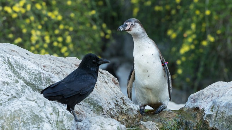 Krähe sitzt vor einem Pinguin