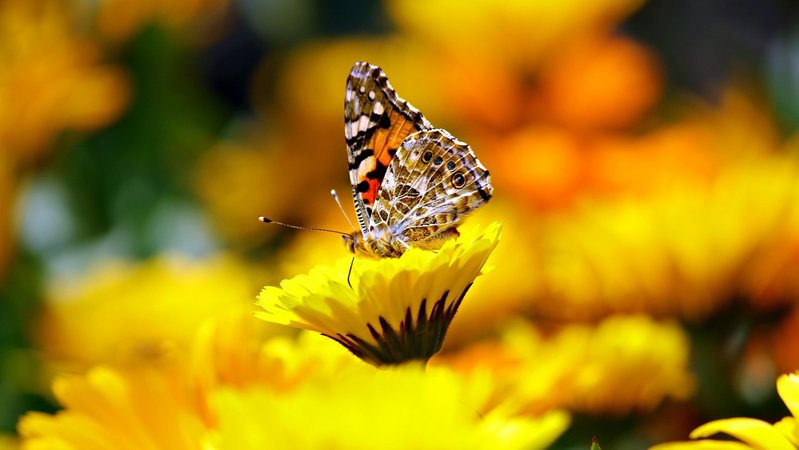 Schmetterling auf gelben Blüten